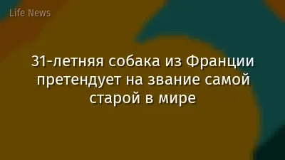 31-летняя собака из Франции претендует на звание самой старой в мире
