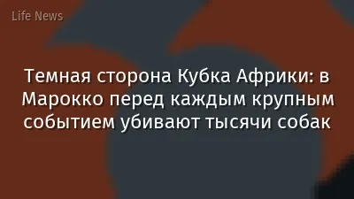 Темная сторона Кубка Африки: в Марокко перед каждым крупным событием убивают тысячи собак