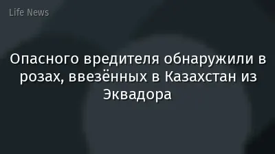Опасного вредителя обнаружили в розах, ввезённых в Казахстан из Эквадора
