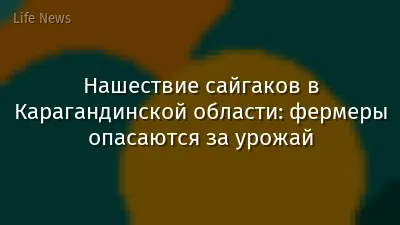 Нашествие сайгаков в Карагандинской области: фермеры опасаются за урожай