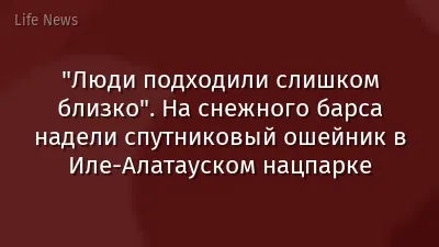 "Люди подходили слишком близко". На снежного барса надели спутниковый ошейник в Иле-Алатауском нацпарке