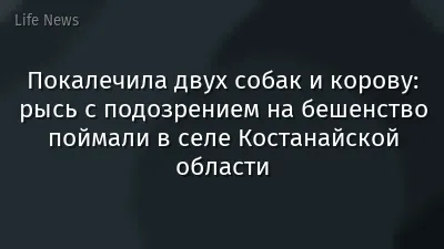 Покалечила двух собак и корову: рысь с подозрением на бешенство поймали в селе Костанайской области