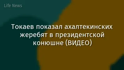 Токаев показал ахалтекинских жеребят в президентской конюшне (ВИДЕО)