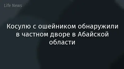 Косулю с ошейником обнаружили в частном дворе в Абайской области