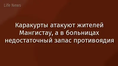 Каракурты атакуют жителей Мангистау, а в больницах недостаточный запас противоядия