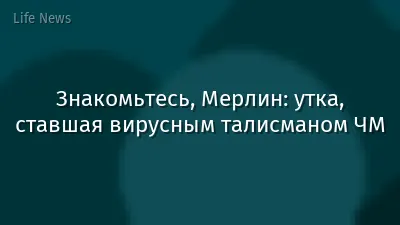 Знакомьтесь, Мерлин: утка, ставшая вирусным талисманом ЧМ
