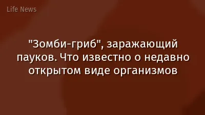 "Зомби-гриб", заражающий пауков. Что известно о недавно открытом виде организмов