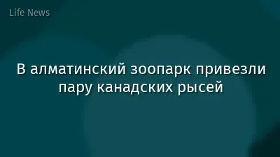 В алматинский зоопарк привезли пару канадских рысей