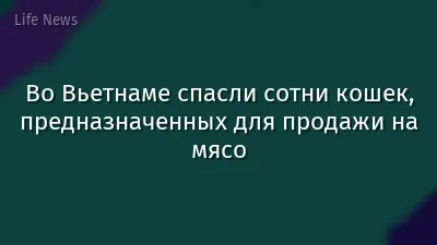 Во Вьетнаме спасли сотни кошек, предназначенных для продажи на мясо