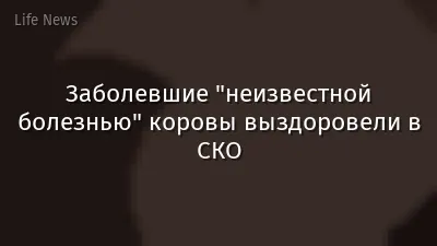 Заболевшие "неизвестной болезнью" коровы выздоровели в СКО