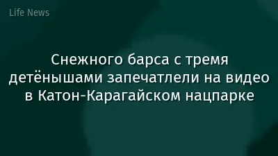 Снежного барса с тремя детёнышами запечатлели на видео в Катон-Карагайском нацпарке