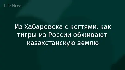 Из Хабаровска с когтями: как тигры из России обживают казахстанскую землю