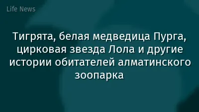 Тигрята, белая медведица Пурга, цирковая звезда Лола и другие истории обитателей алматинского зоопарка