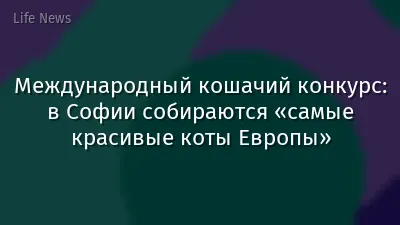 Международный кошачий конкурс: в Софии собираются «самые красивые коты Европы»