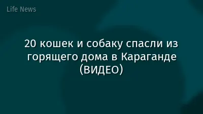 20 кошек и собаку спасли из горящего дома в Караганде (ВИДЕО)