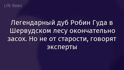 Легендарный дуб Робин Гуда в Шервудском лесу окончательно засох. Но не от старости, говорят эксперты