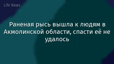 Раненая рысь вышла к людям в Акмолинской области, спасти её не удалось