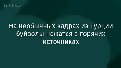 На необычных кадрах из Турции буйволы нежатся в горячих источниках