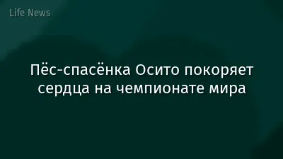 Пёс-спасёнка Осито покоряет сердца на чемпионате мира