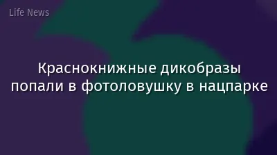 Краснокнижные дикобразы попали в фотоловушку в нацпарке