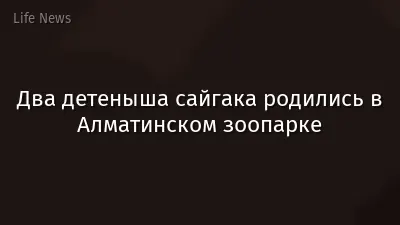 Два детеныша сайгака родились в Алматинском зоопарке