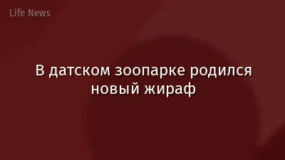 В датском зоопарке родился новый жираф