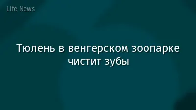 Тюлень в венгерском зоопарке чистит зубы