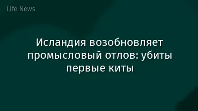 Исландия возобновляет промысловый отлов: убиты первые киты