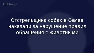 Отстрельщика собак в Семее наказали за нарушение правил обращения с животными