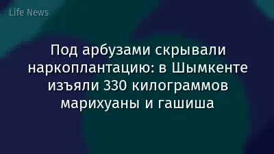 Под арбузами скрывали наркоплантацию: в Шымкенте изъяли 330 килограммов марихуаны и гашиша