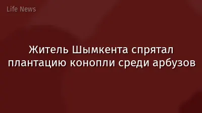 Житель Шымкента спрятал плантацию конопли среди арбузов