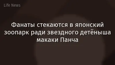 Фанаты стекаются в японский зоопарк ради звездного детёныша макаки Панча