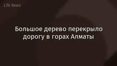 Большое дерево перекрыло дорогу в горах Алматы
