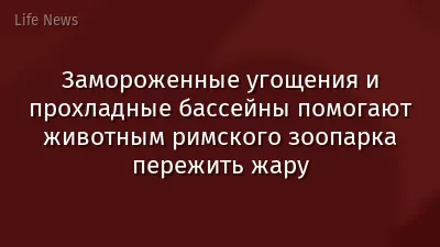 Замороженные угощения и прохладные бассейны помогают животным римского зоопарка пережить жару