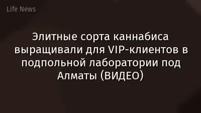 Элитные сорта каннабиса выращивали для VIP-клиентов в подпольной лаборатории под Алматы (ВИДЕО)