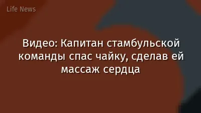 Видео: Капитан стамбульской команды спас чайку, сделав ей массаж сердца