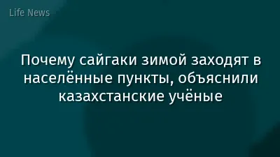 Почему сайгаки зимой заходят в населённые пункты, объяснили казахстанские учёные
