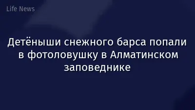 Детёныши снежного барса попали в фотоловушку в Алматинском заповеднике