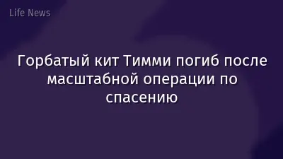 Горбатый кит Тимми погиб после масштабной операции по спасению
