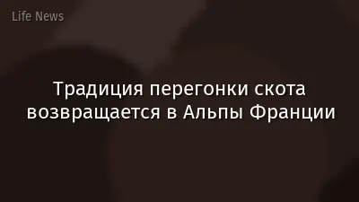 Традиция перегонки скота возвращается в Альпы Франции