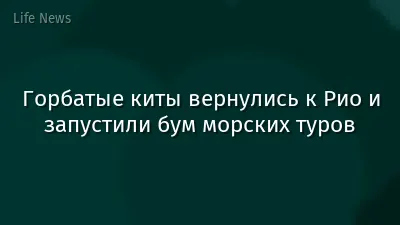 Горбатые киты вернулись к Рио и запустили бум морских туров