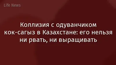 Коллизия с одуванчиком кок-сагыз в Казахстане: его нельзя ни рвать, ни выращивать