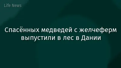 Спасённых медведей с желчеферм выпустили в лес в Дании
