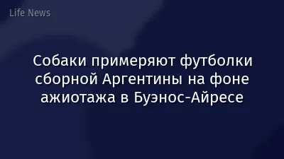 Собаки примеряют футболки сборной Аргентины на фоне ажиотажа в Буэнос-Айресе