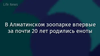 В Алматинском зоопарке впервые за почти 20 лет родились еноты