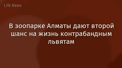 В зоопарке Алматы дают второй шанс на жизнь контрабандным львятам