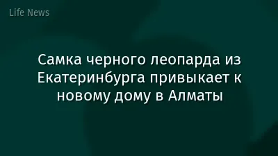 Самка черного леопарда из Екатеринбурга привыкает к новому дому в Алматы