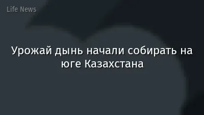 Урожай дынь начали собирать на юге Казахстана