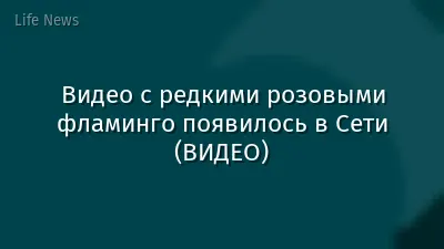 Видео с редкими розовыми фламинго появилось в Сети (ВИДЕО)