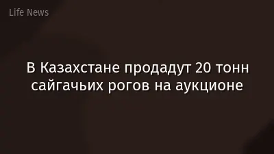 В Казахстане продадут 20 тонн сайгачьих рогов на аукционе